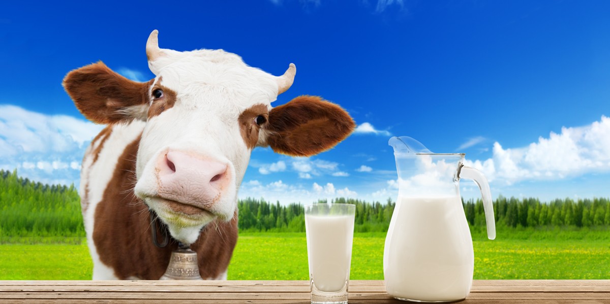 Lactoferrin from Cow's Milk